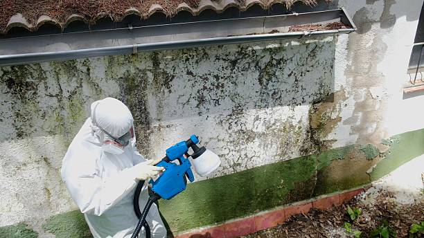 Top rated local Attic Mold Remediation specialists in Spring Grove, MN